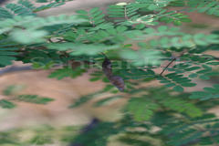 Pterolobium hexapetalum